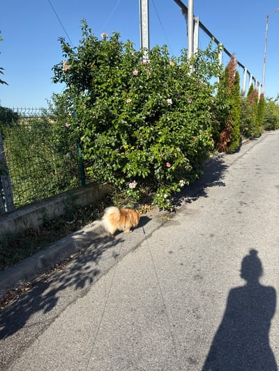 The image shows a fluffy, light brown dog on a leash walking on a paved road next to a lush green bush with pink flowers. The dog is facing away from the camera, with its tail held high. The sun is casting long shadows on the road, indicating it is likely late afternoon or early morning. To the left of the road, there is a row of manicured bushes and trees, and a metal fence. The sky is a clear, vibrant blue. In the upper right corner of the image, the shadow of a person holding the dog's leash is visible. The scene appears to be outdoors in a suburban or rural area, possibly a park or a residential street, given the presence of vegetation and the paved road. The overall mood is peaceful and pleasant, suggesting a leisurely walk. There is no visible text in the image.