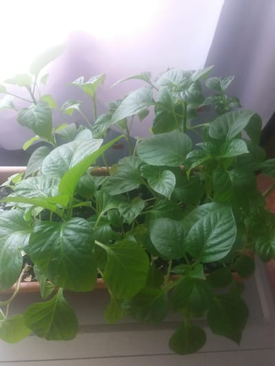 A high-angle shot depicts a potted plant with lush green leaves. The plant is located indoors, near a window, as indicated by the diffused light from the left. The surrounding environment suggests a domestic setting, possibly a windowsill or a table near a window. No people are visible. The city is not discernible from the image content, and no interactions are visible.
