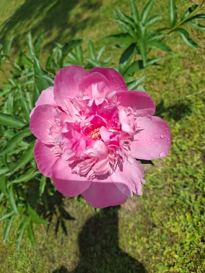 A bright pink peony flower with water droplets on its petals is in the foreground, centered in the frame. The flower has multiple layers of ruffled petals. In the background, green grass and foliage are visible, with dappled sunlight casting shadows. The scene appears to be outdoors, possibly in a garden. The location is Lēdmane, Latvia.