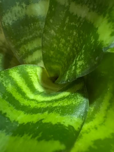 This is a close-up, macro photograph focusing on the vibrant green leaves of a plant, likely a Sansevieria (commonly known as a Snake Plant). The image captures the intricate patterns and textures of the foliage, with no discernible background elements. The broad, thick leaves display a pronounced variegation of light and dark green tones. Irregular stripes, wavy bands, and mottled speckles of bright lime green contrast with deeper, more subdued shades of forest green across the leaf surfaces. Some areas exhibit a more uniform, darker green, while others show distinct, almost geometric light green markings. The leaves appear slightly curved or folded, creating a sense of depth and form.
The lighting is soft and diffuse, suggesting an indoor setting or an overcast outdoor environment, as there are no harsh shadows present. The focus is entirely on the plant's surface, highlighting the details of its natural coloration and texture. There is no activity or event taking place, as the image is a static portrayal of plant details. No visible text is present in the image. The plant's appearance is consistent with flora found in tropical or subtropical regions like Carrizal, Venezuela.