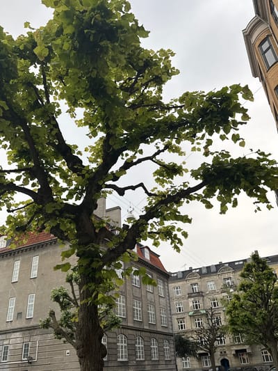 In Frederiksberg, Denmark, a large tree with lush green leaves dominates the foreground, its thick branches spreading across the frame. Behind the tree, a row of grey, multi-story buildings with red tiled roofs and numerous windows is visible. Further in the background, another building, appearing older and constructed of yellow brick with detailed architectural features, stands to the right. The sky is overcast with a pale grey hue. No people or vehicles are discernible in the image.