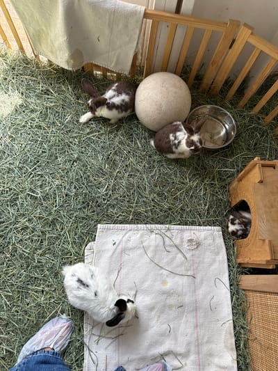 The image shows an indoor enclosure containing four rabbits. The enclosure, located in Solana Beach, United States of America, is filled with hay. A wooden structure forms the partial boundary of the enclosure along one side. Within the enclosure, there's a small wooden house, a metal bowl, and a large, spherical stone object. One rabbit is inside the wooden house, partially obscured. Another brown and white rabbit is seated next to the bowl. Another rabbit is by the barrier with its ear pointed to the left. The fourth rabbit, white with black spots, is near a white cloth and part of a person's leg and foot encased in a plastic bag are also visible on the right side of the frame.
