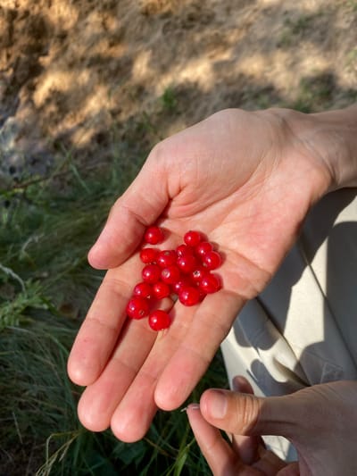 A close-up shot shows a person's cupped left hand filled with bright red currants, held outdoors against a blurred background of dry grass and shadows. The person's right hand is partially visible, with fingers gently holding a small twig. The scene appears to be in a natural setting, possibly a field or garden.