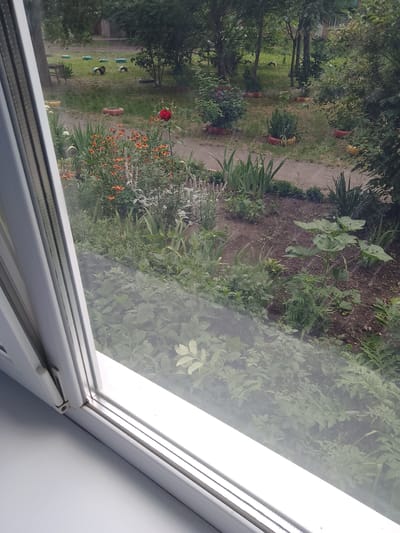 The image shows a view from inside a building, looking out through a window onto a garden area. The window frame is white and prominent in the foreground. Outside, a garden is visible with various plants and trees. In the mid-ground, there are flower beds with orange and red flowers, and a single red rose. Some of the plants are growing in repurposed tires painted in red and yellow, suggesting a DIY landscaping approach.
Further back, there is a grassy area with more trees. The overall scene appears to be an outdoor space, possibly a yard or a public garden, with elements of nature and human intervention. The lighting suggests it is daytime, and the greenery indicates a temperate season, likely spring or summer. There are no people visible in the image. The scene conveys a sense of everyday life in an outdoor setting, with a touch of rustic charm due to the use of tires as planters. No text is visible in the image.