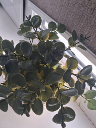 An overhead, close-up shot shows a cluster of artificial eucalyptus leaves with a fuzzy texture and varying shades of green and yellow. The leaves are arranged on thin, dark stems, creating a dense, cascading effect. The background consists of a window with a light-colored sill and a textured brown blind. The scene is lit by natural light, casting soft shadows. The location in Zhodzina, Belarus, is not discernible from the image itself.
