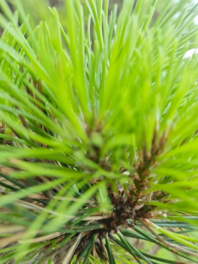 This is a close-up, macro photograph of pine needles. The needles are bright green and sharp, fanning out from a dark brown, woody central stem. The background is a blur of green and light, suggesting an outdoor environment. The image was taken on May 30, 2024, at 10:51 AM. The location is Rzeszów, Poland.