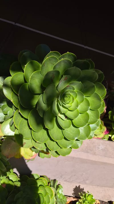 The image shows a close-up, overhead view of a large, green succulent plant with many circular, layered leaves. The plant is in sharp focus and fills most of the frame. The leaves are a vibrant green with some reddish-brown markings and are arranged in a spiral pattern, creating a rosette shape. Sunlight casts shadows across the leaves, highlighting their texture and form. In the background, a dark, shadowed area is visible, possibly a wall or overhang, with a thin white line running diagonally across it. The lower portion of the image shows other succulents, some in shadow and some in sunlight, along with a textured, neutral-colored surface that appears to be a planter or raised bed. The overall scene is bright and naturalistic, suggesting an outdoor setting. The location is identified as Monterey, United States of America.