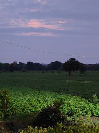 A wide-angle, low-light photograph captures an agrarian landscape near Dattapur, India. The sky overhead is a dusky blend of purple and pink, with soft clouds suggesting twilight. A thin, taut wire stretches horizontally across the upper portion of the frame. In the middle ground, a dense line of dark green trees forms a distant horizon, punctuated by a single, solitary tree standing in a field of short, green crops. The foreground is dominated by a lush expanse of dense, leafy green plants, possibly a crop field, with some darker vegetation and soil visible at the very bottom. The overall impression is one of rural tranquility at dusk.