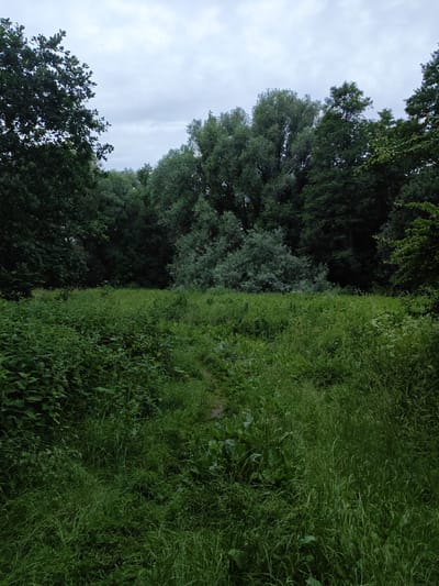 The image depicts a lush, green natural scene on an overcast day, likely in the afternoon. The foreground is dominated by tall, thick grass and various types of plants, creating a dense, wild meadow. A narrow, somewhat overgrown path can be seen winding through the grass towards the center of the frame.

In the background, a dense forest of trees forms a dark, imposing wall. The foliage is a deep green, with some trees appearing larger and more mature than others. The sky above is a pale, muted gray, filled with clouds, suggesting a lack of direct sunlight. This contributes to the overall subdued and somewhat somber atmosphere of the image.

There are no people or discernible man-made objects visible, apart from the faint path. The setting appears to be a natural, undeveloped area, possibly a park or a rural landscape. The time of day is suggested by the soft, diffused light, typical of a cloudy afternoon. The overall impression is one of a quiet, undisturbed natural environment. The location context is Васильково, Russia.