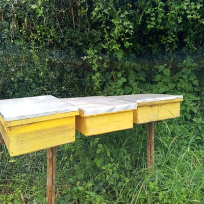 Three yellow bee hives with metallic roofs are placed on wooden posts in a grassy area with dense green foliage in the background. This image depicts a beekeeping site in Ihururu, Kenya.