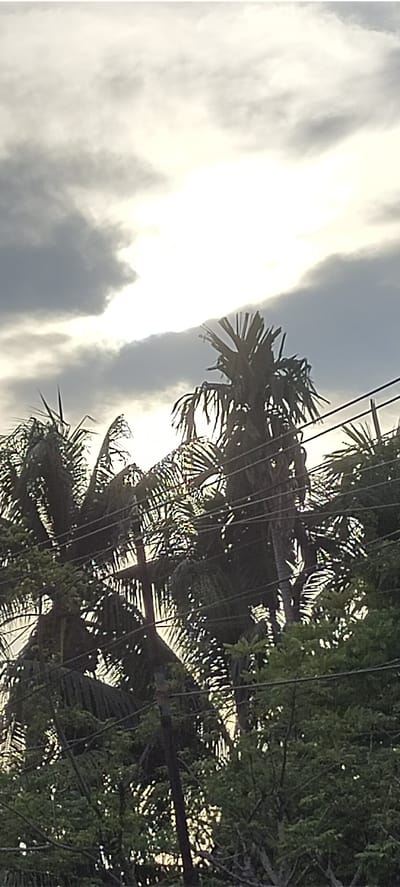 In Aluegunto, Indonesia, the image captures a dense collection of palm trees silhouetted against a bright, overcast sky. The sun is obscured by thick clouds, creating a diffused, bright light that highlights the edges of the palm fronds. Some palm trees are taller than others, with their distinctive fan-like leaves spread wide. In the foreground and mid-ground, more foliage is visible, also in silhouette, with a few power lines crossing horizontally through the scene. The overall impression is one of a tropical landscape under a muted, possibly stormy sky.
