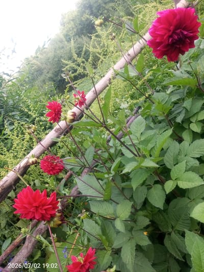 This media file shows a close-up view of a garden with several red dahlia flowers and buds. The flowers are in various stages of bloom, with some fully open and others still developing. They are clustered together on dark stems, surrounded by lush green foliage. A diagonal wooden branch runs through the scene, adding a rustic element. In the background, there are more green plants and trees, suggesting an outdoor, natural setting. The lighting is soft, indicating it might be early morning or late afternoon. The overall mood is serene and natural.
Visible text in the bottom left corner reads "2026/07/02 19:02". The location context provided is "Жай-Терек, Kyrgyzstan", which helps to place the scene in Central Asia. The image appears to be a photograph taken in a garden in Жай-Терек, Kyrgyzstan, on July 2, 2026, at 7:02 PM. There are no people or specific activities depicted; the focus is entirely on the botanical elements of the garden.
