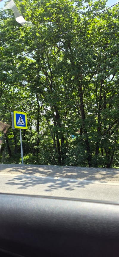 A pedestrian crossing sign is visible on the side of a road surrounded by lush green trees. The sign is square with a yellow border and a blue interior, featuring a white silhouette of a person walking. The road itself is asphalt, with a white line marking its edge. The foreground shows the interior of a vehicle, likely a car, with a dark-colored dashboard or armrest. Sunlight filters through the leaves of the trees, casting shadows on the road. The overall scene suggests a rural or suburban setting in Volno-Nadejdinskoe, Russia.