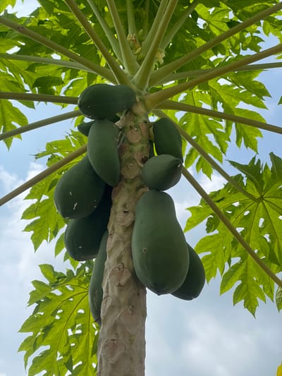 A low-angle view captures the upper trunk and crown of a papaya tree (Carica papaya) in Kumbang, Indonesia, set against a partially cloudy blue sky. The central, robust trunk is textured with visible leaf scars and appears light brown or tan. Approximately a dozen unripe, dark green papayas of varying sizes are clustered directly around the upper section of the trunk, some exhibiting minor light-colored blemishes on their skin. Large, vibrant green palmate leaves with distinct venation extend outwards from the top of the trunk, framing the fruit. Small, white or light-colored flowers and developing fruit clusters are also discernible at the very top of the trunk amidst the leaf bases. The scene is illuminated by natural daylight from above.