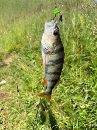 A close-up, sideways shot features a freshly caught perch with a fishing lure in its mouth, presented against a backdrop of blurred green foliage and grass. The fish, oriented horizontally, displays prominent dark vertical stripes against a lighter body, with orange fins adding a splash of color, especially the tail fin. Its mouth is open, revealing the hook of the lure, a small, bright green object with a silver, spinning blade attached. The lure is connected to a fishing line, which extends out of frame. The background is a soft focus of green vegetation, suggesting an outdoor, natural setting, likely near water, given the context of fishing. The lighting appears bright, indicative of daytime, possibly sunny weather, casting subtle shadows. The image is dominated by the details of the fish and the lure, with the environment serving as a natural, unobtrusive setting. No people are visible, and there is no text in the image. The overall impression is one of a successful fishing trip.