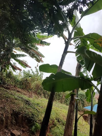 Lush greenery fills the scene, dominated by banana plants with large, vibrant green leaves. The stems of the plants are prominent, reaching upwards towards a cloudy sky. The plants thrive on a hillside densely covered in vegetation, with a small blue-roofed structure peeking through the foliage in the background. Fallen branches lie scattered on the slope, adding texture to the natural environment.