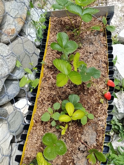 In Achara, Georgia, a close-up, high-angle shot captures a raised garden bed filled with straw and soil, housing several young strawberry plants. Two ripe strawberries, a vibrant red, are visible on the right side of the bed. The bed is bordered by a black corrugated plastic material with a yellow edge, and a wire mesh fence filled with various-sized gray and white rocks is situated to the left of the bed. Green foliage and some unidentifiable small plants grow among the rocks and to the right of the bed, suggesting an outdoor setting with natural elements. The lighting appears to be natural daylight, casting subtle shadows on the soil and rocks.