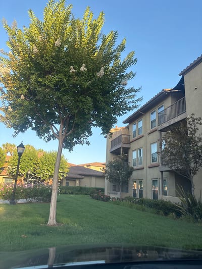 The media file displays a view of a modern apartment complex with a large tree in the foreground. The building features a beige facade, multiple floors with balconies, and numerous windows. Red-tiled roofs are visible on the structures. A well-maintained green lawn stretches alongside the building. The tree in the foreground is full of green leaves and small white flowers, with a light-barked trunk. A black lamppost stands near the tree. The scene is illuminated by bright sunlight, suggesting it is daytime, likely in the morning or late afternoon given the angle of the light casting shadows. The sky is clear and blue. The overall impression is one of a pleasant, well-kept residential environment in a sunny climate. There is no visible text in the media file.