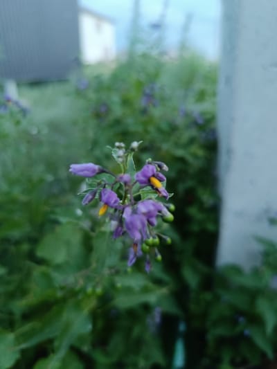 The image is a close-up, slightly out-of-focus photograph of a flowering plant with small purple flowers and green berries. The flowers have yellow centers. The plant is set against a blurred background of green foliage and a pale, vertical structure that appears to be a pillar or wall. In the far background, there are out-of-focus shapes of buildings and a light blue sky. The scene suggests an outdoor setting, possibly a garden or natural area. There is no indication of the specific location within the city of Қараөткел, Kazakhstan.
