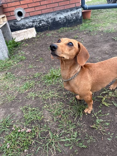A tan dachshund stands on dark soil with sparse green grass and some pink clover in the foreground. The dog is facing left and looking upwards. A silver chain collar is around its neck. In the background, a red brick wall with black trim is visible. To the left of the wall, there is a grey concrete structure and some light-colored wooden planks. A black pipe protrudes from the wall. Further to the right, a grey pipe runs horizontally above a terra cotta pot. The overall scene appears to be an outdoor area, possibly a yard, in the city of Kon, Russia.