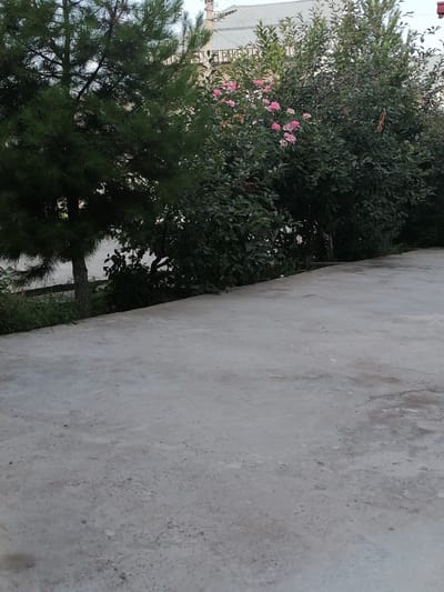 The image depicts an outdoor scene with a focus on a concrete surface in the foreground, likely a patio or walkway. Behind the concrete, a line of trees and bushes forms a verdant backdrop. A pine tree with dark green needles stands on the left, its trunk visible. To its right, a dense bush with lush green foliage is adorned with clusters of delicate pink flowers. Further to the right, more greenery extends, with hints of a building's roof visible above the vegetation, suggesting an urban or suburban setting. The overall impression is one of a well-maintained outdoor space, possibly a garden or yard in the city of Gumbaz, Uzbekistan.
