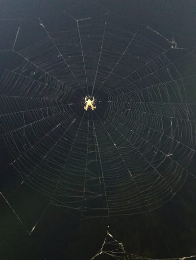 A large, circular spiderweb is prominently displayed against a dark, out-of-focus background, likely nighttime. A single spider, illuminated by an unseen light source, is positioned at the center of the web. The spider is light-colored, with a visible abdomen and legs. The web itself is finely detailed, with radiating spokes and concentric spiral threads. The overall impression is one of natural artistry within an urban or rural environment. The location in Novopokrovka, Kyrgyzstan, suggests a setting where such intricate natural structures might be commonly found, perhaps in a garden or near vegetation. The scene is static, with no apparent human activity.