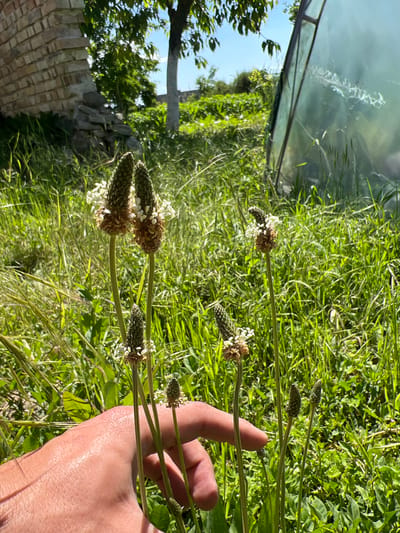 The image depicts a hand holding several stems of flowering ribwort plantain (Plantago lanceolata) amidst a field of green grass and other vegetation. The seed heads of the plantain are visible, some with white flowers. A brick or stone wall and trees are visible in the background, along with a glass-like structure possibly a greenhouse or skylight. Based on the given location information, the image was taken near Praventsi, Bulgaria, within a natural environment. There are no visible people other than the hand holding the plant.