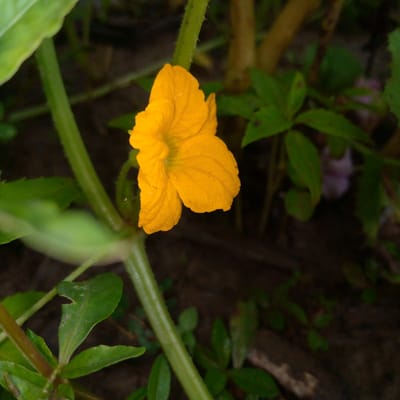 A single, bright yellow flower with five petals is the central focus of this image, captured in close-up. The flower appears to be wilting slightly, with its petals curled and textured. It is positioned slightly to the right of the frame, attached to a thick, green stem that runs vertically through the image. Several green leaves, some with serrated edges, are visible around the flower and stem, creating a natural, botanical setting. The background is predominantly dark and out of focus, suggesting a natural environment like a garden or forest floor. There are no people or visible man-made objects in the image, indicating a natural scene in Meunasahblang, Indonesia.