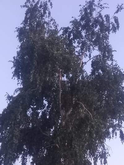 The image shows a tall tree with dark green leaves against a pale blue sky. The tree has a thick trunk and branches that spread out widely, with some appearing to be broken or damaged. The leaves are dense, obscuring much of the interior of the tree. There is no visible human presence or any other objects in the frame. The environment appears to be outdoors, possibly in a natural or park-like setting, consistent with the rural area of Қозыкеткен ауылдық округі, Kazakhstan.