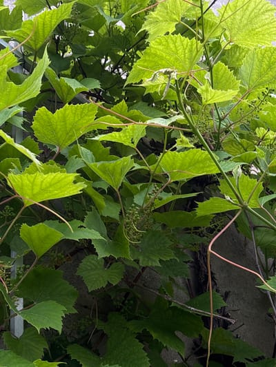 The image shows a close-up view of vibrant green grapevines growing against a textured, grey concrete wall. The leaves are large and lobed, with serrated edges, and some appear slightly translucent due to the light filtering through them. Several small, green grape clusters are visible amongst the foliage, indicating that the vines are either in bloom or developing fruit. Thin, reddish tendrils curl and snake their way through the dense greenery, attaching to the wall and the vines themselves. The overall scene suggests a lush, overgrown garden or a wild patch of nature within an urban environment. There are no people or animals present in the image. The location is identified as being in Mārupe, Latvia.