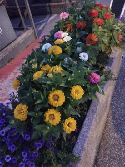 The image depicts a planter box filled with a vibrant assortment of flowers. Prominently featured are zinnia flowers in various shades of yellow, red, pink, and white, along with smaller purple flowers, likely petunias, at the bottom. The planter itself is made of a textured, light-colored material, possibly concrete, and is positioned outdoors, adjacent to a paved walkway and a red-painted curb or surface. In the background, a metal railing and a dark vertical panel with a partial white inscription are visible. The scene suggests an urban or public outdoor setting, consistent with the city of Muralto, Switzerland, likely a well-maintained public space or entryway. There are no people visible in the image.