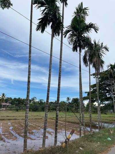 In Seunebobaru, Indonesia, a rural scene unfolds under a cloudy sky with patches of blue. Tall, slender palm trees with textured grey trunks line a flooded rice paddy field. The field is a mix of mud and standing water, reflecting the sky and trees. Across the field, a cluster of buildings with red roofs peeks through lush green foliage. Several power lines stretch horizontally across the frame, suspended between the palm trees. On the right side of the image, the ground slopes upward, covered in dry grass and some scattered litter, including a yellow and black striped pole. The overall atmosphere is tranquil and suggests a typical day in the Indonesian countryside.