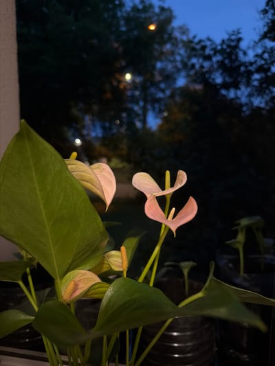 The image shows a close-up of several anthurium flowers with green leaves, likely indoors, with a blurred background of trees and lights at dusk or night. The location is Ożarów Mazowiecki, Poland. The anthuriums are a pale pink and white, with prominent yellow spadices. The leaves are a vibrant green. The background suggests an outdoor setting, possibly a garden or park, viewed through a window. The lighting indicates it is either early morning or evening. There are no people visible in the image. The overall scene is serene and natural.