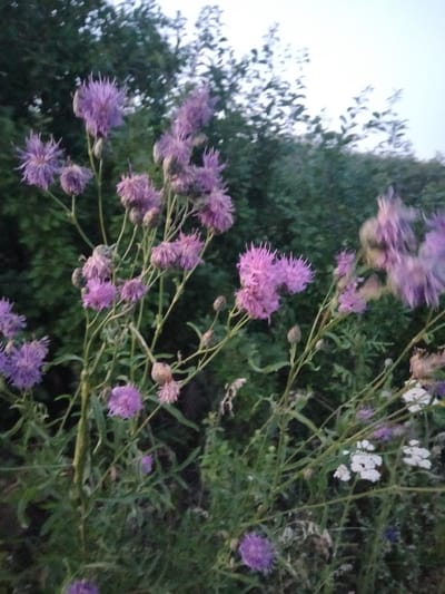 This image features a close-up view of a cluster of flowering plants, predominantly purple thistle-like blooms, set against a blurred background of green foliage and a pale sky. The scene appears to be an outdoor setting, possibly a meadow or garden, given the presence of various wildflowers. The lighting suggests it is either early morning or late evening, indicated by the soft, diffused light and the slightly overcast sky.
The focus is on the delicate, spiky petals of the purple flowers, some of which are fully bloomed while others are still developing buds. Interspersed among the purple flowers are smaller clusters of white flowers, possibly yarrow or Queen Anne's lace, adding a contrasting element to the composition. The stems of the plants are thin and green, some bearing small leaves. The overall mood is serene and natural, highlighting the beauty of wild flora. There are no people or any discernible man-made objects or text within the frame. The location context provided is Zherebkove, Ukraine.