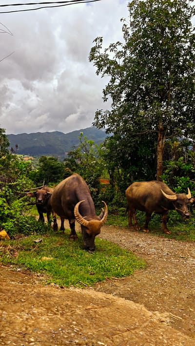 This image captures a rural outdoor scene in Pung Luong, Vietnam, under an overcast sky. Three water buffaloes are the primary subjects, positioned on and alongside a reddish-brown dirt path.

In the center foreground, a large, dark brown water buffalo with prominent, light-tipped, backward-curving horns is seen with its head lowered, grazing on a patch of green grass to the left of the path. Behind and slightly to its left, a smaller, younger dark brown water buffalo, with developing horns, stands facing forward, looking towards the viewer. Further back on the right side of the path, another large, light brown water buffalo with upward-curving, light-colored horns stands, facing right and slightly forward. A thin rope or tether is visible around its muzzle.

The path, uneven and marked with small stones and dirt, extends from the lower right foreground into the middle ground. Lush green vegetation, including dense bushes and trees with dark green foliage, frames both sides of the path and the buffaloes. A tall, leafy tree dominates the right side of the frame. In the far background, a range of dark green mountains rises under a heavily clouded, white and grey sky. Towards the left background, faint reddish-brown rooftops of a small settlement or village are visible on the distant mountain slopes. Two dark, thin electrical wires stretch horizontally across the upper left quadrant of the sky.