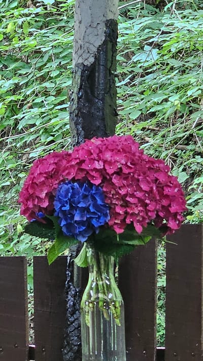 A bouquet of hydrangeas, with both fuchsia and blue blooms, is displayed in a clear glass vase. The vase is placed in front of a tree trunk that appears to have been partially burned, with black charring visible on its bark. The background consists of lush green foliage. The scene is framed by two wooden fence posts, one on the left and one on the right. The image was taken outdoors in a natural setting.