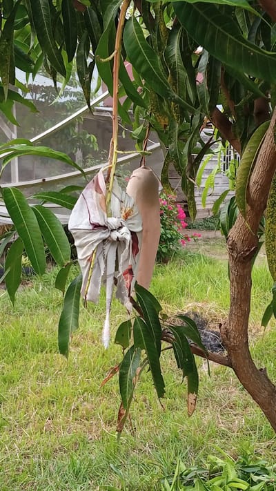 A single, unripe mango hangs from a tree branch in a yard. The mango is light brown and covered with a light-colored cloth, tied with string, revealing a patterned fabric. The tree has large, green leaves. In the background, a greenhouse-like structure and a cluster of pink flowers are visible. The ground is covered with green grass. The scene appears to be in a residential area in the city of Cotjrat, Indonesia.