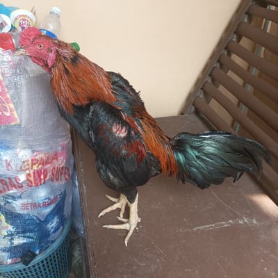An adult rooster stands on a dark brown, flat surface, likely a table or bench, in Pasir Muncang, Indonesia. The rooster is positioned facing left with its body angled slightly towards the background, displaying reddish-brown hackle and saddle feathers, a red comb and wattle, and black body feathers. Its tail feathers are long and exhibit an iridescent green-blue sheen. To the left of the rooster, a large, clear plastic bag, marked with Indonesian text such as "KEPALA," "BERAS SUPER," "SLIP SUPER," and "SETRA RAMOS," is visible, contained within a blue plastic woven basket. Two plastic bottles, one clear and one with a red cap, are placed on top of this bag. The background consists of a plain light beige wall. To the right, a structure with horizontal brown wooden slats is partially visible. The scene is illuminated by ambient light.