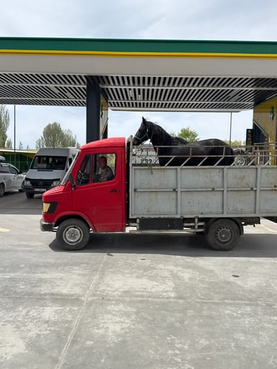 A red flatbed truck with a silver cage containing a black horse is parked at a gas station in Кашат, Kyrgyzstan. The truck is a Mercedes-Benz T1. The horse is standing inside the cage, its head visible over the top of the cage. The driver is visible in the cab of the truck. There is another car parked behind the truck. The gas station has a green and yellow canopy. The environment appears to be a typical urban setting.