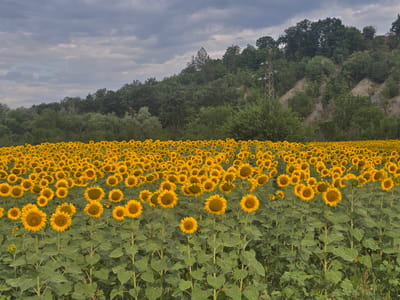 This is a landscape photograph of a large, dense field of sunflowers in Zlatna Panega, Bulgaria, under a cloudy, overcast sky. The sunflowers, with their bright yellow petals and brown centers, dominate the foreground and middle ground, stretching as far as the eye can see. Their green stems and leaves form a thick carpet beneath the blossoms.
In the background, a gently sloping hill is covered with a mix of deciduous trees, displaying various shades of green. The terrain is uneven, with some areas of exposed earth or rock. A tall, lattice-style electricity pylon is visible on the right side of the hill, with power lines extending across the scene. The overall atmosphere is one of natural beauty and agricultural cultivation, with the stormy sky adding a dramatic element to the otherwise sunny subject matter. There are no people or animals visible in the image.