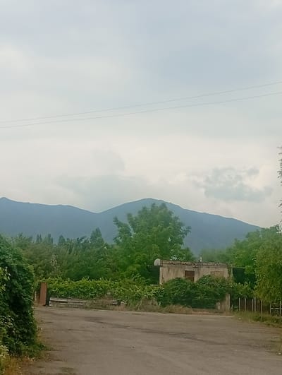 The image depicts a rural landscape in Tash-Moinok, Kyrgyzstan, featuring a road in the foreground leading towards a small, weathered building surrounded by dense vegetation. Distant mountains are visible under a cloudy sky. The road appears unpaved and somewhat worn. To the left of the road, thick green foliage covers a significant portion of the image, with some of the vegetation extending onto the road. A dark, vertical rectangular object, possibly a gatepost or a sign, is partially visible amidst the greenery on the left.

In the middle ground, a low, rectangular building with a damaged facade and roof is set back from the road. The building is constructed of concrete or stucco and appears to be in a state of disrepair, with exposed brickwork in some areas. A satellite dish is mounted on the roof. The building is partially obscured by overgrown bushes and trees. A dark fence runs along the right side of the property.

The background is dominated by a range of layered mountains, their outlines softened by distance and atmospheric haze. The sky above is overcast with large, diffused clouds. The overall scene suggests a quiet, perhaps abandoned or neglected, rural setting. There are no people or animals visible in the image. The vegetation is lush and appears to be in a growing season.