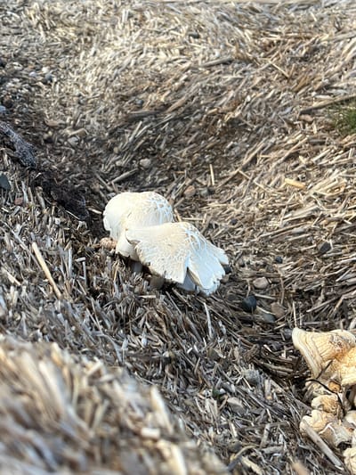 This is a medium shot, angled downwards, of a patch of dry straw and dried grass, likely in a rural setting. Two small, white mushrooms with ruffled caps are growing amongst the straw. The mushrooms are the main subjects, with their delicate, layered caps prominently featured. The straw is a mix of light brown and beige, with some darker pieces of debris and small, grey pebbles scattered throughout. In the upper right corner, a cluster of larger, more mature mushrooms, with light brown, textured caps, is visible, indicating a fungal growth of some kind. The lighting suggests it is daytime, with the sun casting shadows and highlighting the textures of the straw and mushrooms. The overall impression is one of nature's resilience, with life emerging from a seemingly dry and barren environment. There is no visible text in the image.