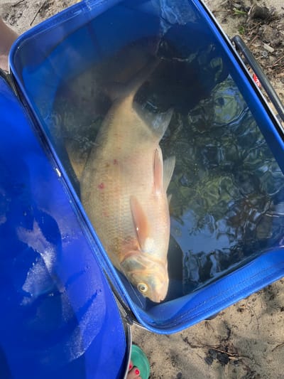 A large, pale fish, possibly a bream, rests in a blue, collapsible fishing bag filled with water. The fish is mostly submerged, with its head facing towards the right of the frame. Its scales are visible, and there are several reddish-pink spots on its body. The water in the bag is clear, with some debris floating on the surface, and the reflection of foliage can be seen.

The fishing bag is made of a blue, semi-rigid material and is open at the top. It sits on sandy ground mixed with dried leaves and twigs, suggesting an outdoor, natural setting. To the right of the bag, a person's foot, wearing green flip-flops and with painted toenails, is partially visible.

The scene appears to be set during the daytime, under natural sunlight, indicated by the bright illumination and shadows. The overall impression is one of a successful fishing trip, with the catch being stored in the fishing bag. The location context provided is Lyutizh, Ukraine, which aligns with the outdoor, potentially lakeside or riverside, environment depicted. No visible text is present in the image.