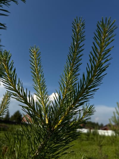 A close-up, low-angle shot focuses on the needles of a pine tree against a bright blue sky with scattered white clouds. The pine needles are vibrant green and appear healthy, with some showing a yellowish hue towards their tips, indicating sunlight exposure. The foreground is dominated by the pine branches, which fan out across the frame.

In the mid-ground, out of focus, is a rural landscape. A white fence runs horizontally across the image, separating a green grassy area from what appears to be a residential zone. Beyond the fence, several buildings with red-tiled roofs are visible, suggesting a village or small town. The lush green grass indicates a warm, possibly summer, season. The clear blue sky suggests fair weather.

There are no people or animals visible in the image. The scene captures a moment of natural beauty, with the sharp details of the pine needles contrasting with the blurred, distant backdrop of human habitation. The overall impression is one of peaceful rural tranquility. The specific location in the city of Doksha, Russia, is an assumption based on the provided context, as there are no explicit geographical markers within the image itself.