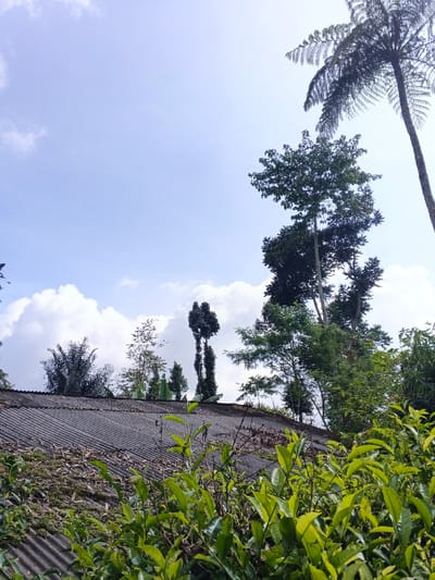 A low-angle shot reveals a corrugated roof with overgrown foliage in the foreground. Beyond the roof, trees of varying heights and types punctuate the skyline, including a distinctive fern tree on the right. The sky is a mix of clear blue and puffy white clouds. The overall impression is one of a rural landscape, with nature slowly reclaiming man-made structures.