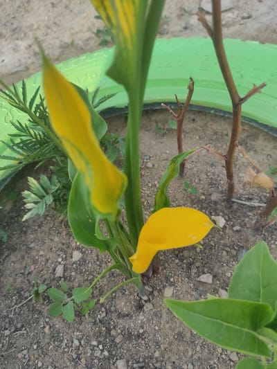 A close-up, ground-level, outdoor shot focuses on a yellow calla lily with green streaks, positioned in the foreground. The plant is in a roughly textured, dry soil bed that contains small stones and debris. Behind the lily, several thin, brown, thorny branches emerge from the soil, suggesting a rose bush or similar thorny plant. In the mid-ground, a bright green, segmented object, possibly part of a tire or planter, forms a curved boundary. Faintly visible in the background is more of this green object and the sandy, dry ground. The image appears to be taken in an urban or semi-urban environment within the city of Sary-Kamysh, Kyrgyzstan. There are no people or animals visible.