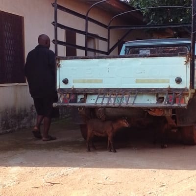 A bald Black man in a black shirt and shorts stands facing away from the camera, his left foot extended forward. He is wearing brown sandals. Behind him is the rear of a light blue Peugeot pickup truck with a metal cage structure attached to its bed. The truck bed has a license plate that reads "GU 692HA". Two goats are standing underneath the truck. One goat, facing left, is brown with its head lowered. Another goat, mostly obscured, is also under the truck. The scene is outdoors on a dirt ground, with a light-colored building visible to the left. Trees are visible behind the truck. The lighting suggests it might be daytime, possibly late afternoon.