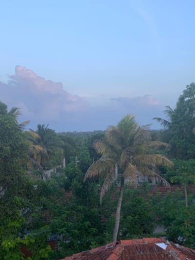 The image depicts a rooftop view overlooking a dense green canopy of trees and vegetation in Karandugoda, Sri Lanka. In the foreground, a tiled terracotta roof is visible. A tall palm tree with mature fronds stands prominently in the mid-ground, its trunk slightly off-center and to the right. Beyond the palm tree, a continuous expanse of lush green foliage dominates, interspersed with glimpses of buildings with red tiled roofs. In the distance, a hazy, tropical landscape stretches out under a pale blue sky tinged with soft, diffused clouds that are tinged with pink and purple hues, suggesting either early morning or late evening light. The overall impression is one of a serene, tropical environment.