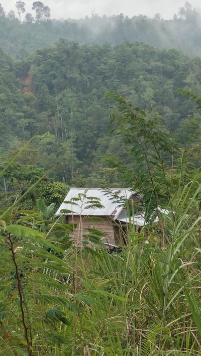 The image depicts a humble wooden house with a corrugated metal roof, nestled amidst dense green foliage and tall grasses. The house appears to be in a rural or semi-rural setting, with a lush, forested hillside visible in the background, shrouded in a light mist or fog, suggesting a humid or rainy climate typical of many areas in Indonesia. The foreground is dominated by various types of vegetation, including trees with feathery leaves and tall, reedy grasses. The house is partially obscured by the surrounding plant life, hinting at its remote location. The overall scene conveys a sense of natural beauty and simplicity, with the dwelling integrated into its environment. The exact location within Bintangpermata, Indonesia cannot be determined from the image alone.