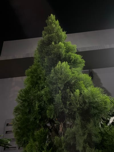 A medium shot captures a lush, green coniferous tree positioned beside a tall, gray building. The tree is full, with densely packed foliage. The building's facade features a large, rectangular column. The scene is dimly lit, suggesting it is nighttime or a low-light environment. The image appears to be taken in Bencongan Indah, Indonesia.